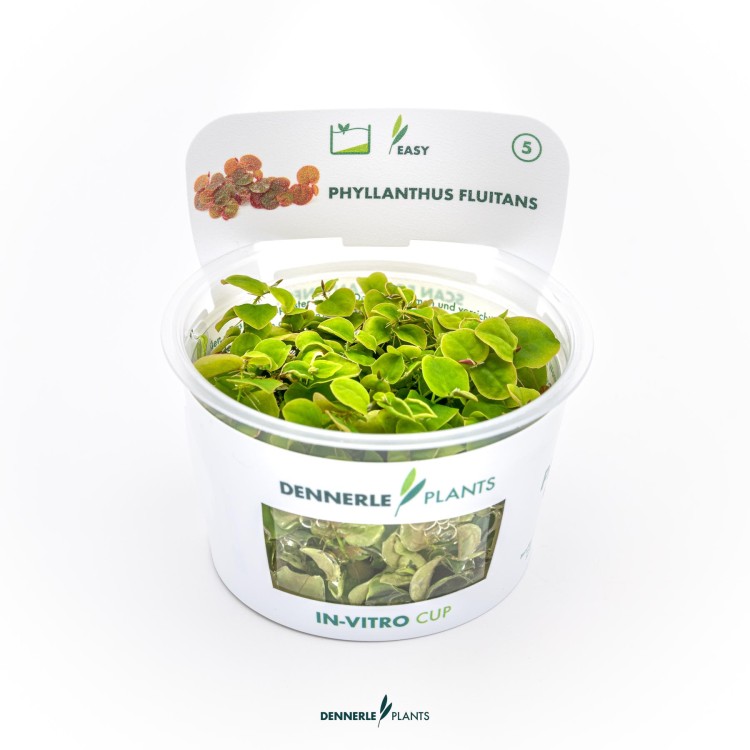 Planta acvariu plutitoare Phyllanthus Fluitans in vitro Dennerle - imagine 5